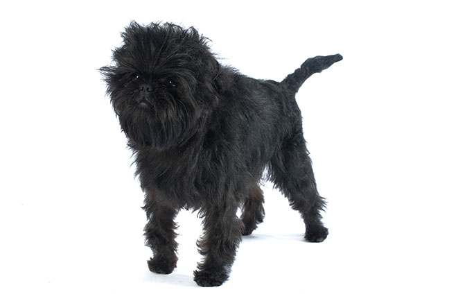 Affenpinscher