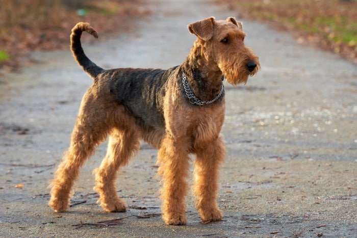 Airedale-Terrier