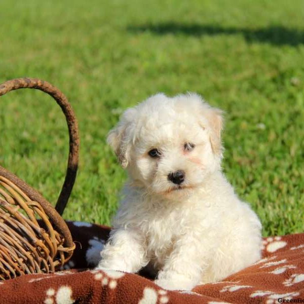 Bichon-600x600