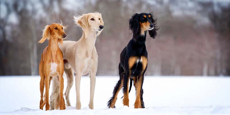 Saluki