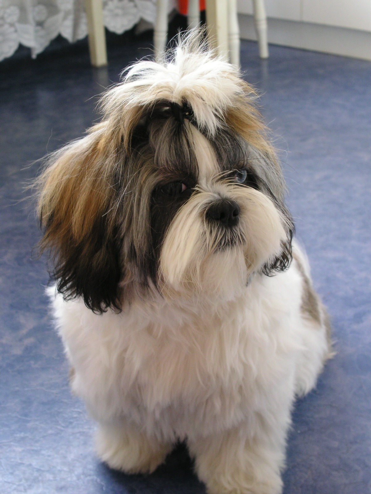 Shih-tzu-Fibi