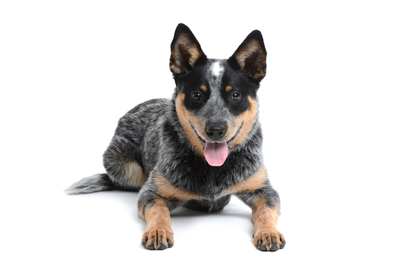 australian-cattle-dog