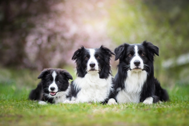 b-collie