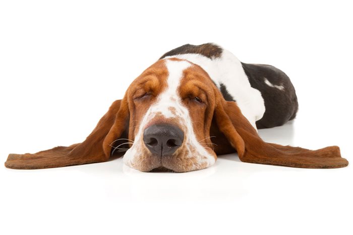 basset-hound