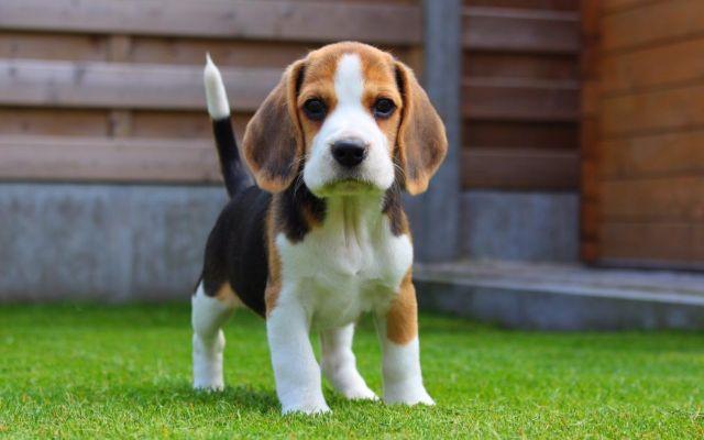 beagle