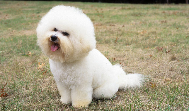 bichon-frise