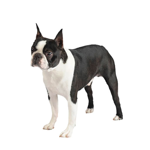 boston-terrier