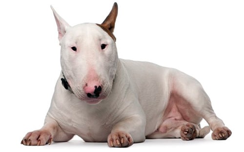 bull-terrier