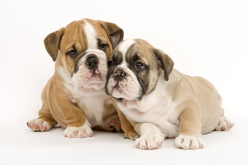 bulldog-englez