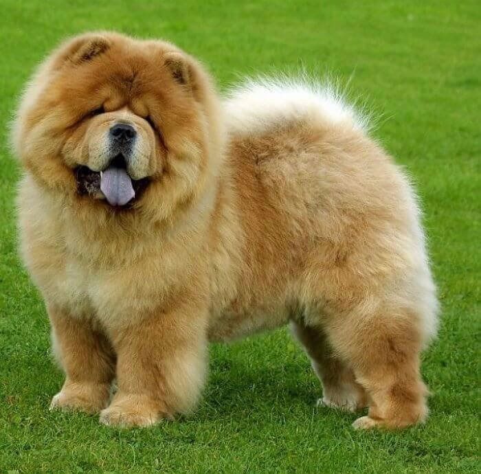 chow-chow
