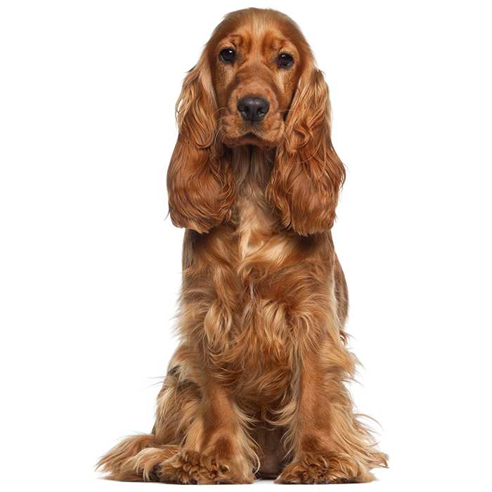 cocker-spaniel