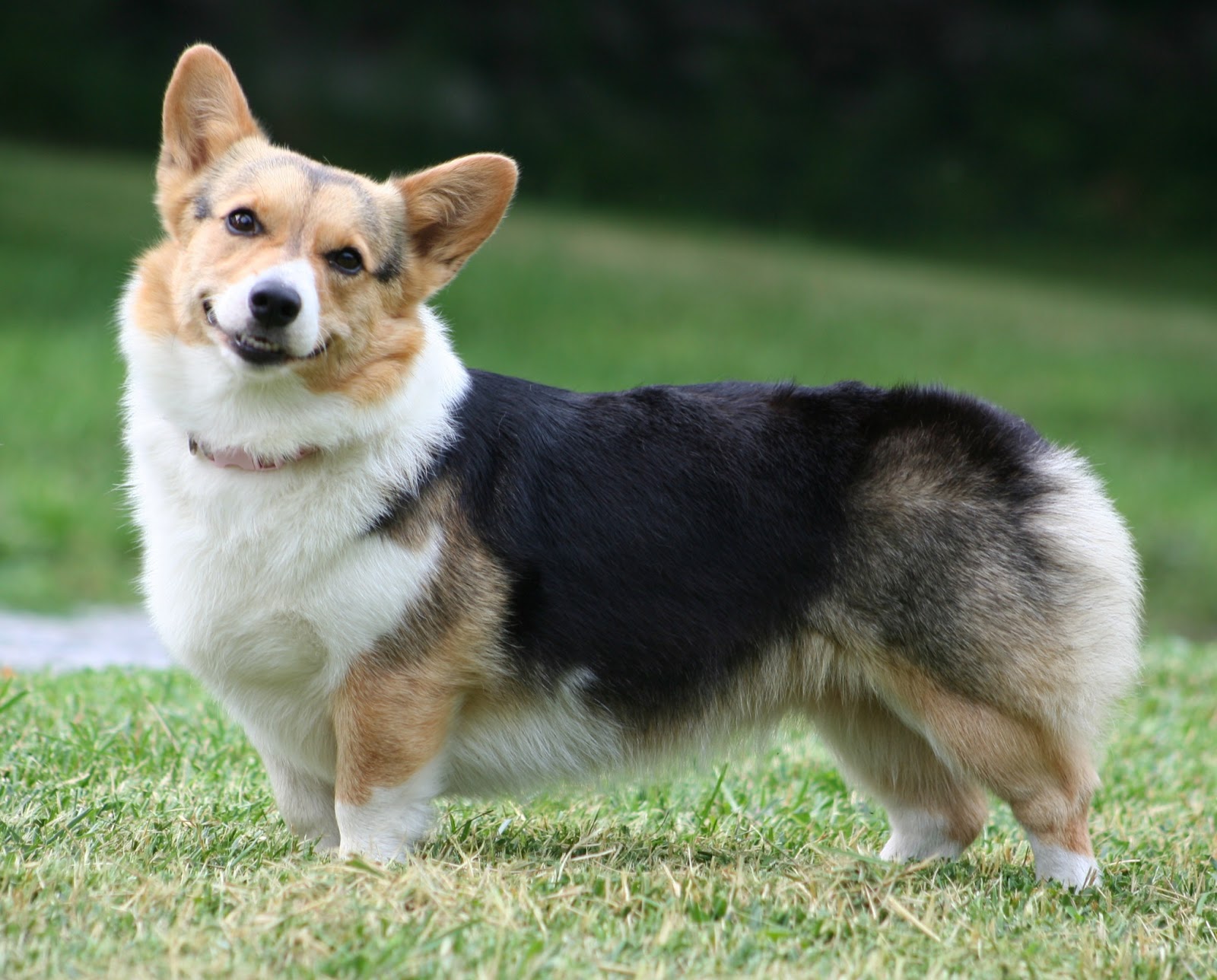 corgi