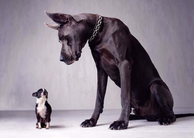 great-dane