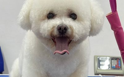 blupet_05.jpeg