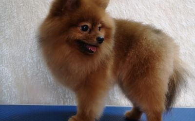 blupet_09.jpeg