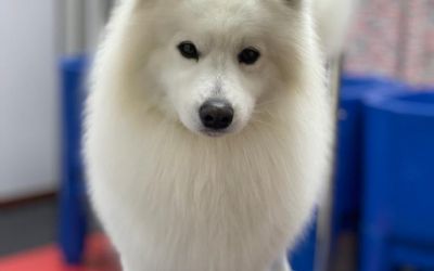 blupet_02.jpeg