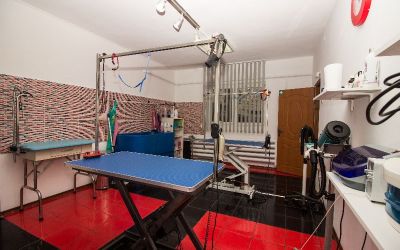 Salon tuns caini