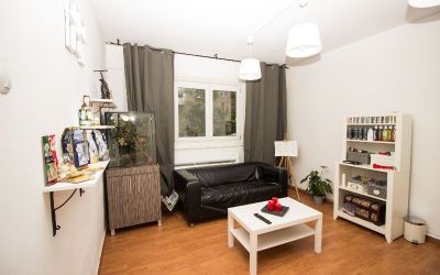 salon pentru caini