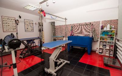 Pet grooming bucuresti