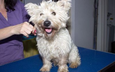 catel westie inainte