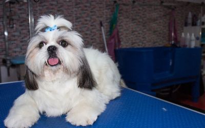 catel shih tzu coafat cu fundita