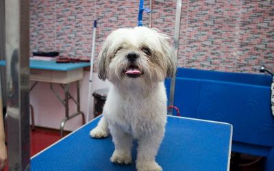 catel shih-tzu tuns
