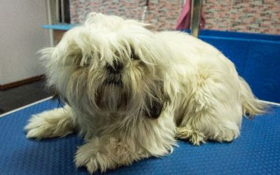 catel shih-tzu inainte