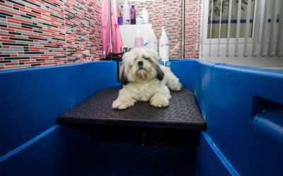 shih-tzu la baie