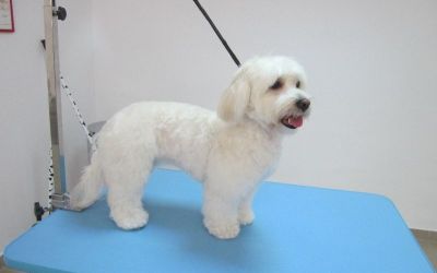 bichon tuns si coafat