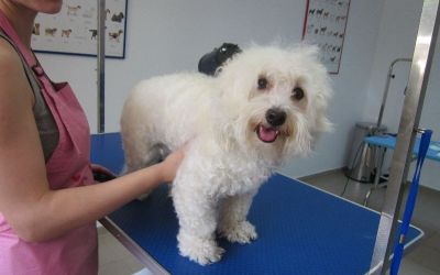 bichon inainte