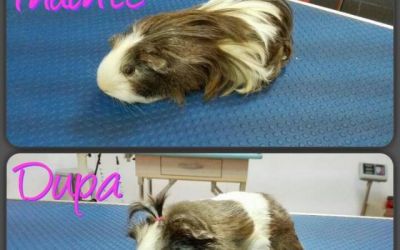 pet salon inainte dupa