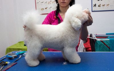 bichon tuns si coafat