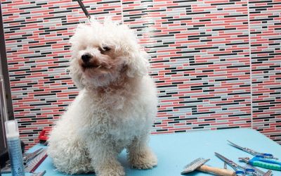 bichon inainte