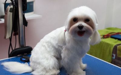 bichon coafat