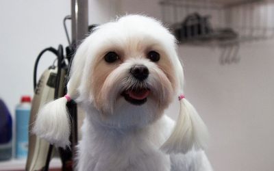 frizerie canina profesionala