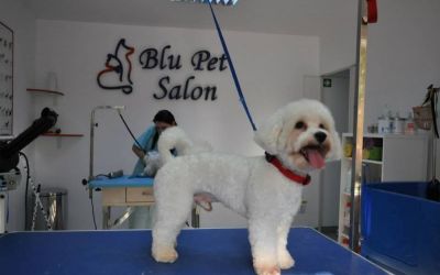 salon specializat tuns caini