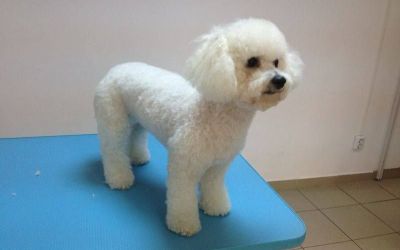 salon coafura canina