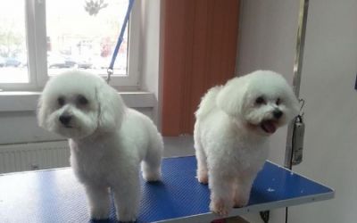 frizerie animale de companie
