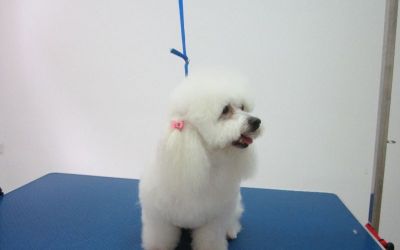 servicii grooming catei