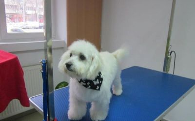 frizerie canina 