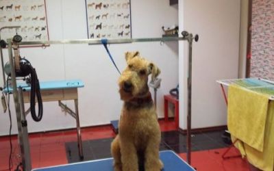 salon cosmetica canina