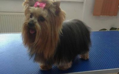 pet salon bucuresti