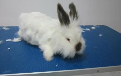 salon pentru animale de companie