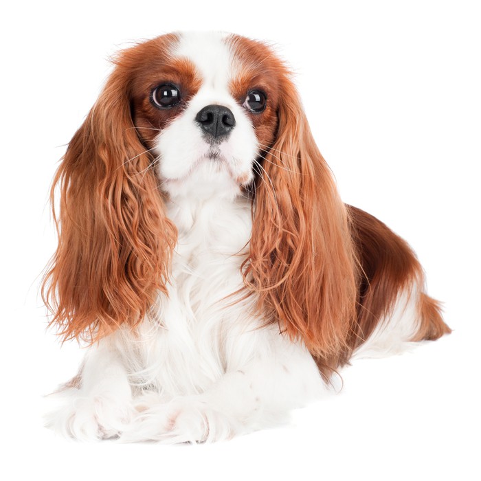 king_charles_spaniel