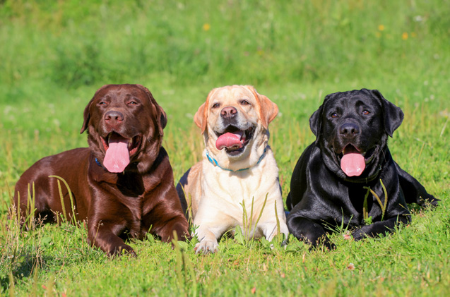 labrador-retriever