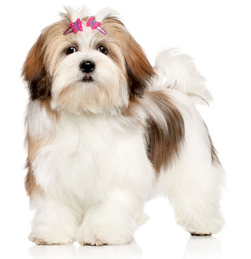 lhasa-apso-short-hair