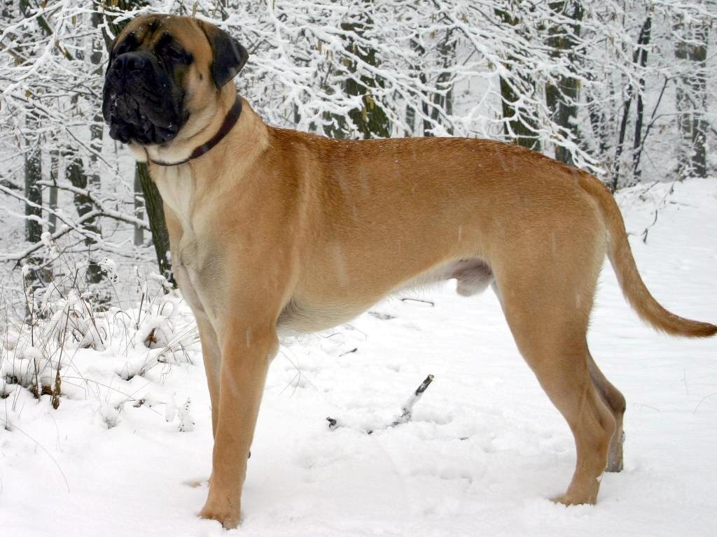 mastiff-englez
