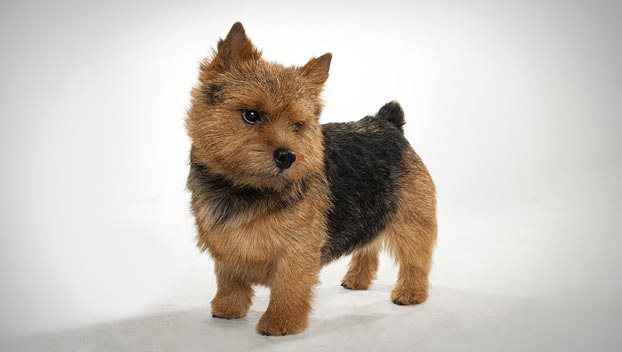 norwich-terrier