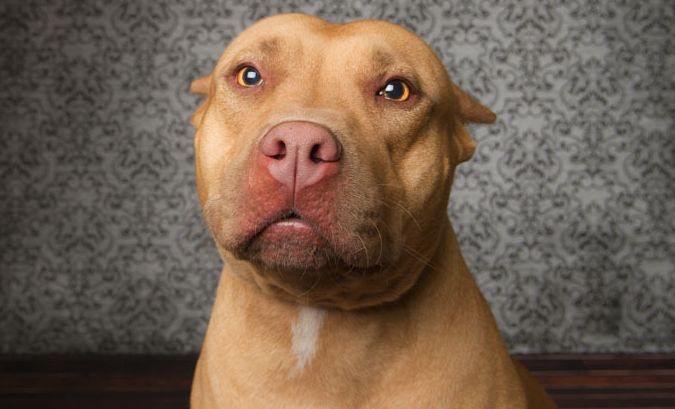 pitbull