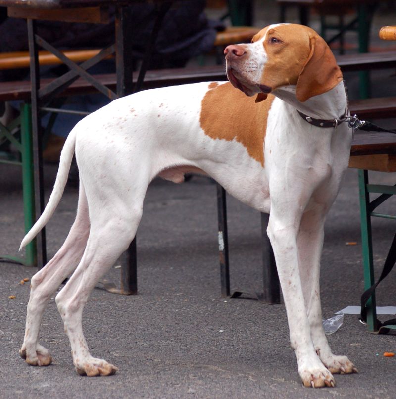 pointer-englez